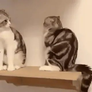 🦋 984786a9 кот, коты, домашние животные, животные, кошачьи telegram sticker