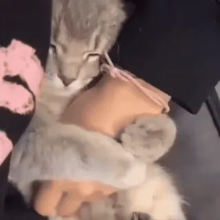 🥺 cf689652 кот, животное, милый, питомец, домашний, млекопитающее telegram sticker