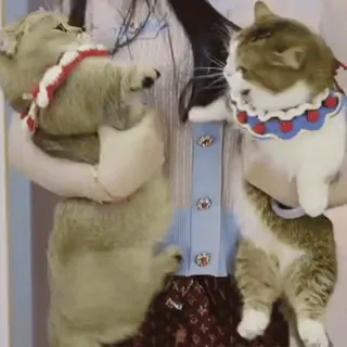 🦋 f10137bb кошки, питомцы, животные, милые, домашние, одежда, держит telegram sticker