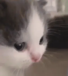 ☺ 26c55ded cat, kitten, animal, cute, pet, domestic animal telegram sticker