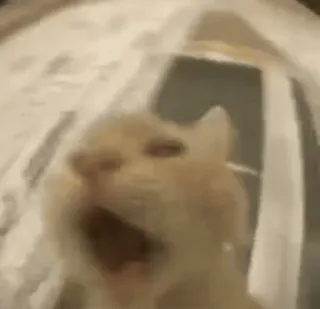 🤨 dc0d236e cat, animal, meme, yawning, funny, cute, domestic animal telegram sticker