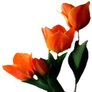 🌹 0a1ae0a2 tulip, bunga, oranye, alam, tanaman, musim semi telegram sticker