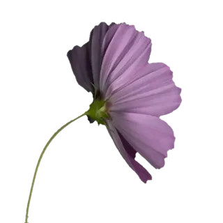 🌸 216d0bea bunga, ungu, tanaman, berbunga, alam telegram sticker