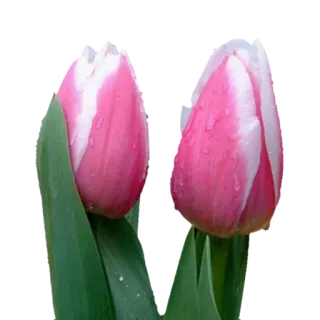 🌷 79a7d55f tulip, bunga, merah muda, alam, tanaman, musim semi, berbunga telegram sticker