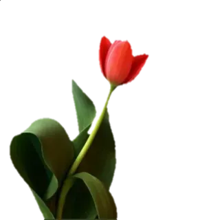 @Sticker1_Gif  گل telegram stickers