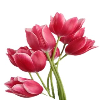 🌹 ce1ebf53 bunga, tulip, floral, musim semi, merah, tanaman, mekar telegram sticker