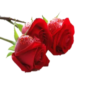 🌹 d1c4a836 mawar, bunga, merah, alam, cinta, romansa, tanaman, mawar telegram sticker