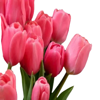 🌷 ede6a390 bunga, tulip, merah muda, buket, floral telegram sticker