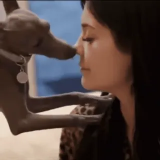 👅 78b0382a chó, phụ nữ, thú cưng, dễ thương, động vật, tình bạn telegram sticker