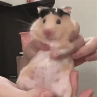 🐹 0a5e7446 hamster, huisdier, dier, schattig, knaagdier telegram sticker