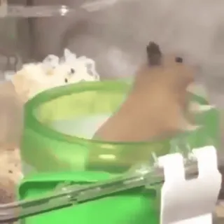 🐹 2a623a57 hamster, huisdier, dier, knaagdier, klein dier, kooi telegram sticker