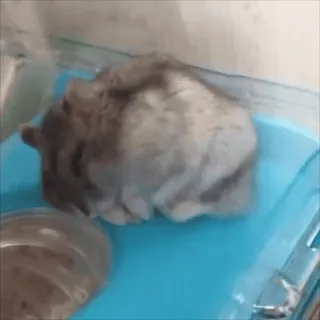 🐹 305edd9a hamster, huisdier, dier, knaagdier, kooi, klein dier telegram sticker