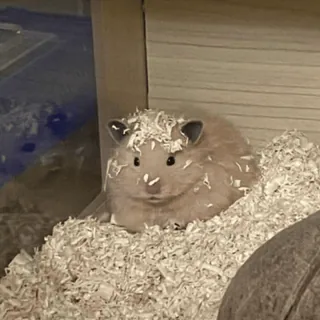 🐹 440a9c75 hamster, huisdier, knaagdier, dier, schattig, klein, kooi, fluffy telegram sticker