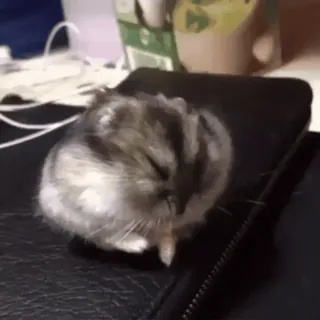 🐹 5614c494 hamster, huisdier, dier, schattig, klein, knaagdier telegram sticker