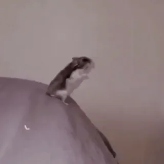 🐹 57f411bf hamster, dier, knaagdier, schattig, huisdier telegram sticker