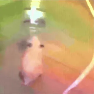 🐹 80cf9472 telegram sticker