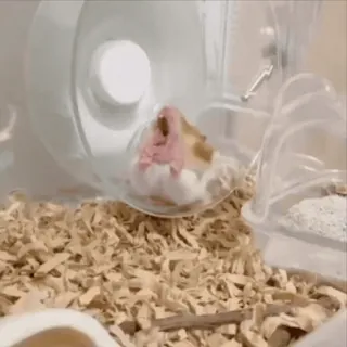 🐹 846016b2 hamster, huisdier, dier, kooi, rad, rennen telegram sticker