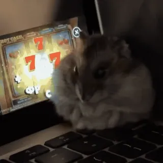 🐹 8cc96a40 Hot Cash hamster, gokken, gokkast, casino, geluk, huisdier telegram sticker