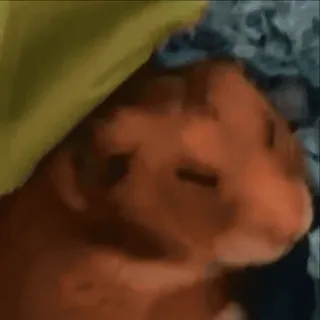 🐹 953606c6 hamster, huisdier, knaagdier, dier telegram sticker