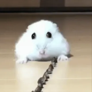 🐹 cde717bc hamster, schattig, dier, klein, knaagdier telegram sticker