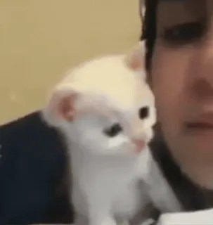 🐱 03a288f3 kot, kociak, słodki, zwierzę, zwierzak telegram sticker