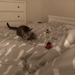 🌟 0c3a4344 kot, kociak, zwierzę, łóżko, rozbrykany telegram sticker
