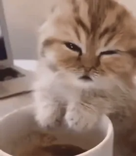 ☆彡@hqnerv ^_−☆ whatsapp stickers