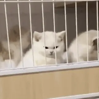 🌟 4125ee8e kot, kociak, biały, klatka, zwierzę telegram sticker