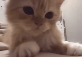 🐱 4897f462 kot, kociak, zwierzę domowe, słodki, zwierzę telegram sticker