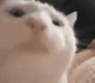 🐱 57ae6bb1 telegram sticker