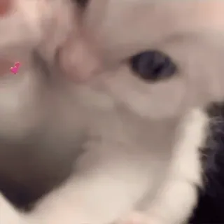 💗 6a02c4f6 kot, kociak, serce, zwierzę, słodki telegram sticker