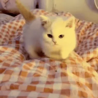 🌟 8801b022 kot, kociak, słodki, biały, zwierzę telegram sticker