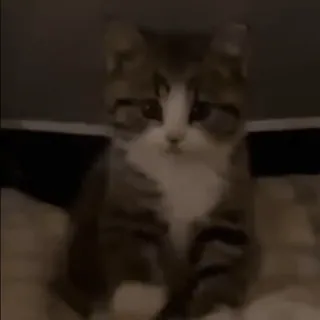 🌟 95644e7c kot, kociak, zwierzę domowe, zwierzę, słodki telegram sticker