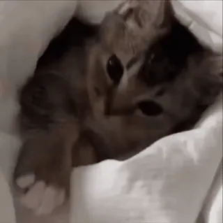 🌟 97ab26ff kot, kociak, koc, słodki, zwierzę domowe telegram sticker