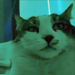 🌟 98c63303 kot, zwierzę, zwierzę domowe, domowy telegram sticker