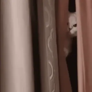 🌟 9d1ae545 kot, ukrywanie, zasłony, podglądanie telegram sticker