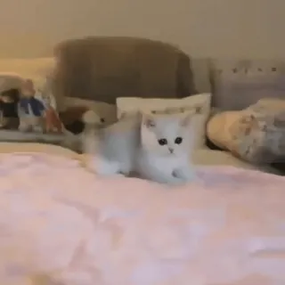 🐱 a9169656 kociak, kot, zwierzę domowe, słodki, zwierzę, domowy telegram sticker