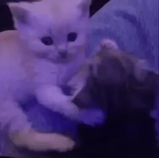 🌟 d613f05d kot, kociak, słodki, zwierzę, zwierzak telegram sticker