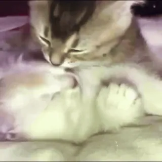 🌟 ebca8727 kot, kociak, lizanie, zwierzęta, słodki, domowy telegram sticker