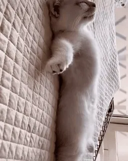 😴 f6319581 kot, śpiący, zwierzę domowe, zwierzę, kociak telegram sticker