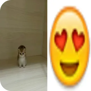 🐶 113a5840 小猫, 猫, 表情符号, 爱, 爱心眼, 可爱, 动物 whatsapp sticker