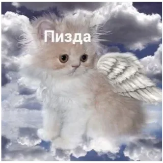 🍔 462669c3 Пизда 猫, 天使, 云, 冒犯, 俄语 whatsapp sticker
