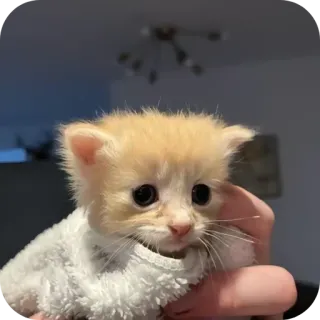 🐱 6442e62d 小猫, 猫, 动物, 可爱, 宠物, 小 whatsapp sticker