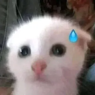 🐱 70421bc0 猫, 小猫, 汗滴, 表情符号, 可爱, 宠物, 动物 whatsapp sticker