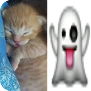 🐱 7a2f6789 小猫, 幽灵表情, 猫, 睡觉, 可爱, 动物 whatsapp sticker