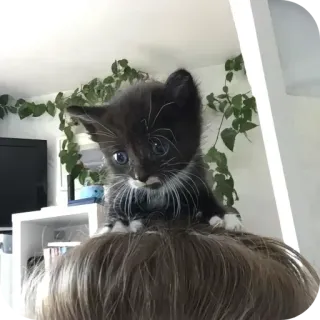 🐱 9d876ca3 小猫, 猫, 宠物, 动物, 可爱, 家猫, 小动物, 黑白 whatsapp sticker