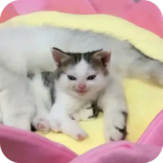 🐱 9f31401d 小猫, 猫, 动物, 可爱, 宠物 whatsapp sticker