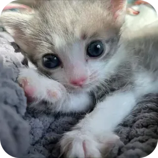 🐱 cca21ae8 小猫, 猫, 宠物, 可爱, 动物, 家猫 whatsapp sticker