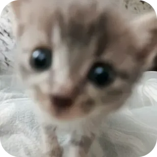 🐱 eb5a7262 猫, 小猫, 可爱, 动物, 宠物, 猫科 whatsapp sticker