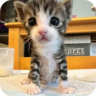 🐱 f49d76f4 小猫, 猫, 可爱, 动物, 宠物, 猫科动物, 家畜 whatsapp sticker